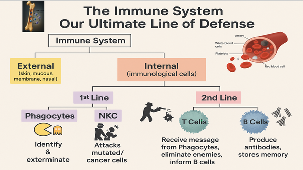Train Your Immune System Like a Warrior: Adaptive Immunity Explained ...