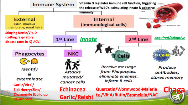 Why Symptoms Are Not the Problem: How to Build Immune Strength Through ...