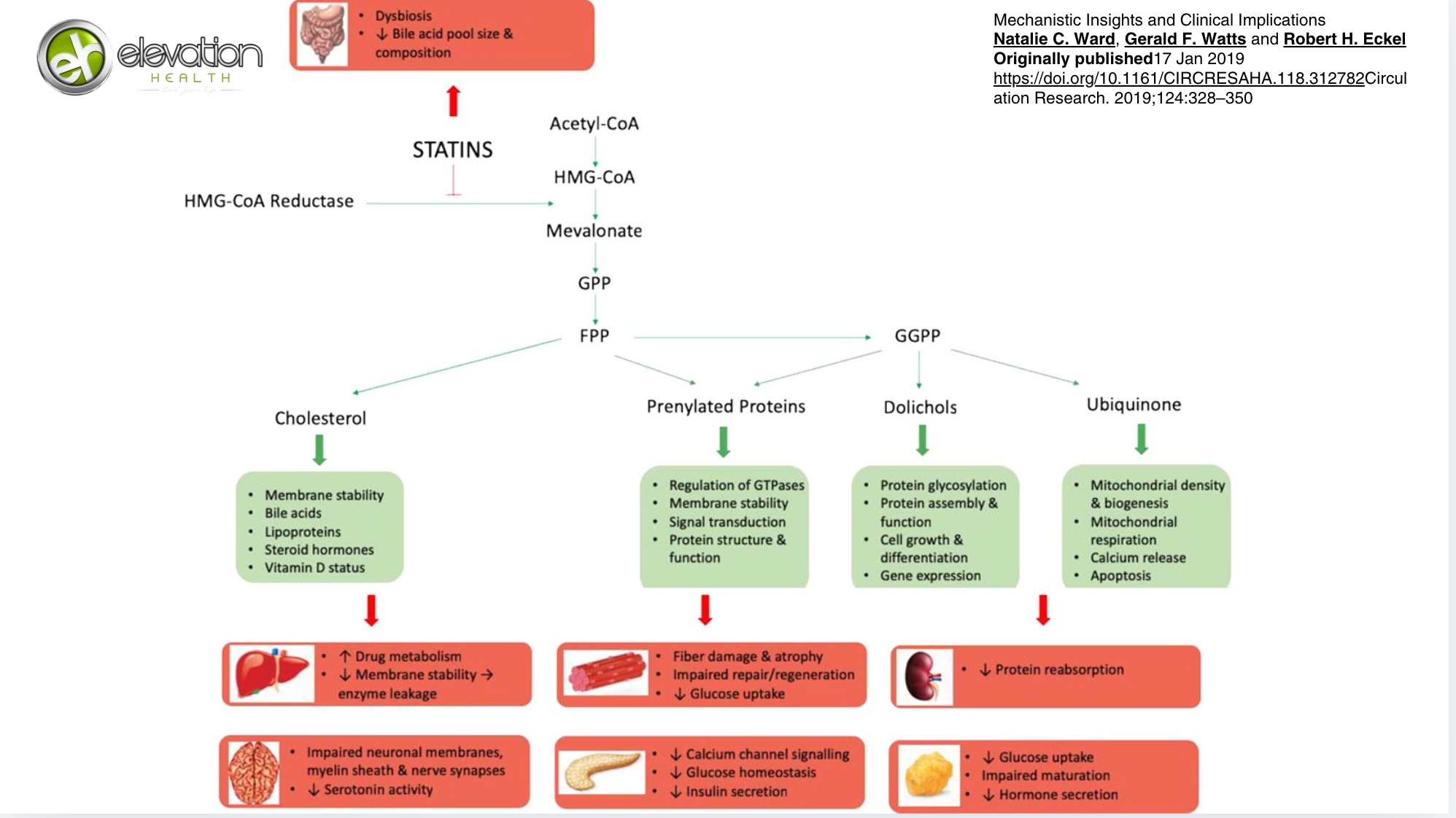 The Hidden Risks of Statins and a Root-Cause Approach to Heart Health ...
