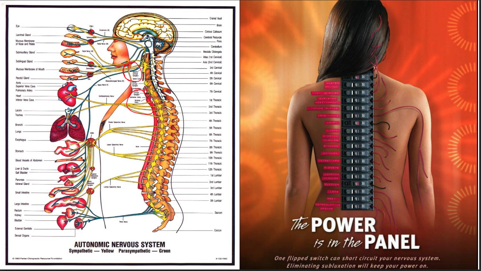 Your Heart Needs More Than Exercise: The Hidden Power of Recovery and Regulation