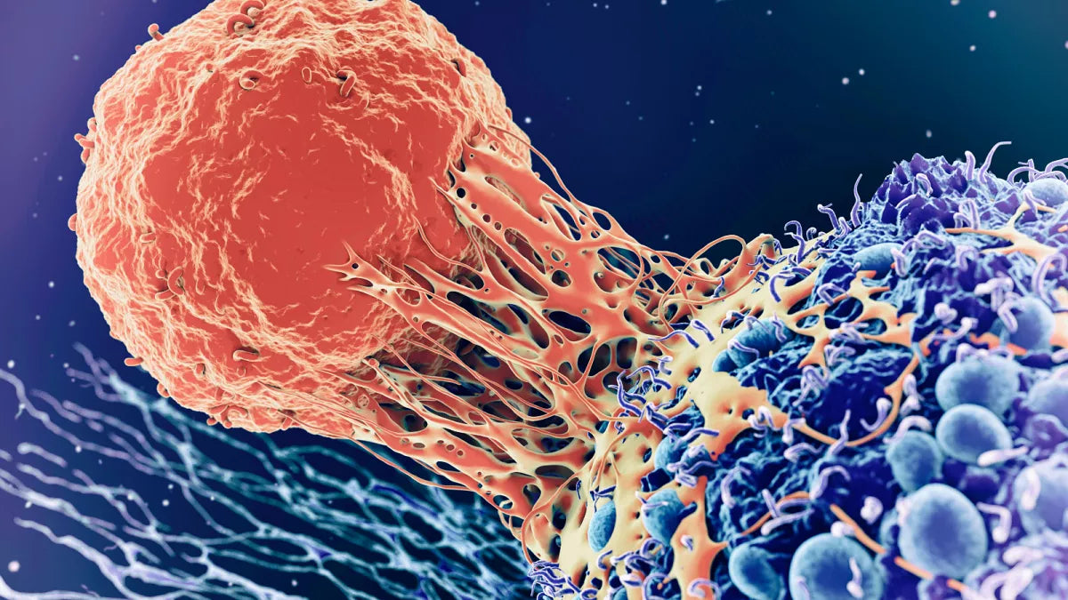 Cancer Prevention Basics: How Lifestyle and the Nervous System Protect Your Health